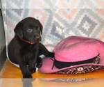 Small #2 Labrador Retriever