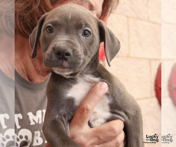 Medium Photo #5 Mutt Puppy For Sale in Washington, DC, USA