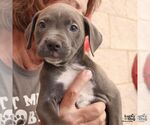 Small #4 Mutt