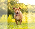 Small #8 American Pit Bull Terrier Mix