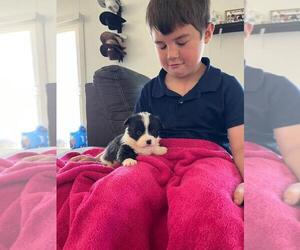 Pembroke Welsh Corgi Puppy for sale in SHALLOTTE, NC, USA