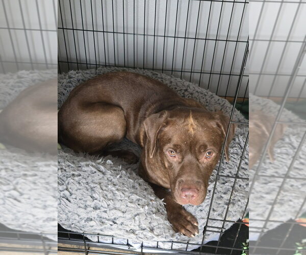 Medium Photo #4 - Mix Puppy For Sale in Evansville, IN, USA
