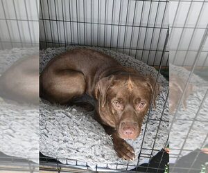 Floppy - Male - Mix Dog for Adoption - Photo #4