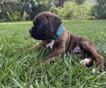 Small #6 Boxer