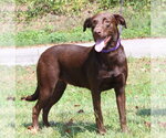 Small #3 Chocolate Labrador retriever Mix