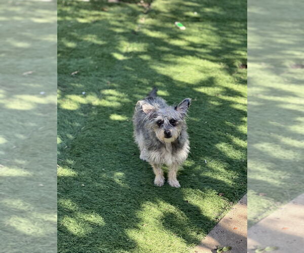 Medium Photo #3 Mutt Puppy For Sale in Dana Point, CA, USA