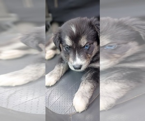 Goberian-Siberian Husky Mix Puppy for sale in LAF AYETTE, AL, USA