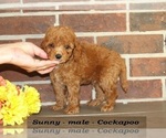 Small #1 Cockapoo (Miniature)