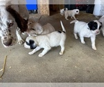 Small Photo #22 Llewellin Setter Puppy For Sale in BASCO, IL, USA