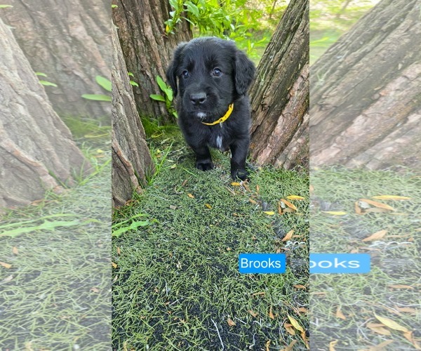 Medium Photo #2 Labrador Retriever-Unknown Mix Puppy For Sale in Duluth, MN, USA