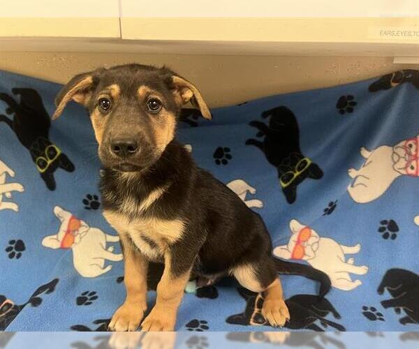 Medium Photo #1 German Shepherd Dog Puppy For Sale in HESPERIA, CA, USA