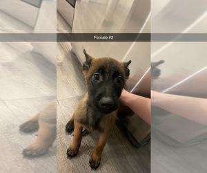 Belgian Malinois Puppy for sale in BILLINGS, MO, USA