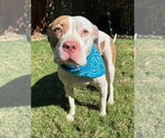 Small Photo #1 American Pit Bull Terrier-Unknown Mix Puppy For Sale in Redlands, CA, USA