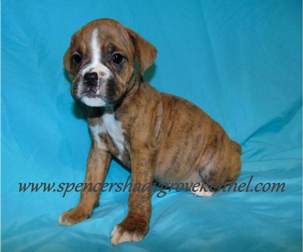 Medium Photo #7 Boxer Puppy For Sale in CABOOL, MO, USA