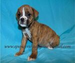 Small Photo #7 Boxer Puppy For Sale in CABOOL, MO, USA