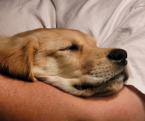 Medium Photo #3 Golden Retriever Puppy For Sale in WILLOWS, CA, USA