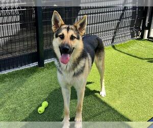 German Shepherd Dog Dogs for adoption in Orange, CA, USA