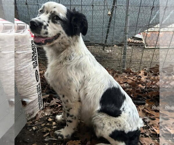 Medium Photo #3 Aussie Pyrenees Puppy For Sale in Canton, CT, USA