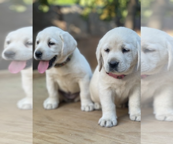 Medium Photo #6 Labrador Retriever Puppy For Sale in MORENO VALLEY, CA, USA