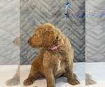 Small #4 Goldendoodle