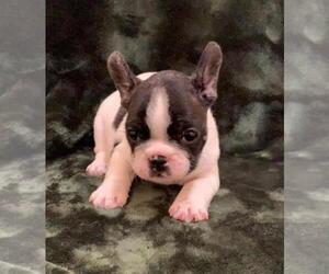 French Bulldog Puppy for sale in JOHNS ISLAND, SC, USA