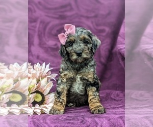 Cock-A-Poo Puppy for sale in STEVENS, PA, USA