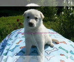 Small #15 German Shepherd Dog