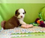 Small Photo #1 Miniature Australian Shepherd Puppy For Sale in BOUSE, AZ, USA