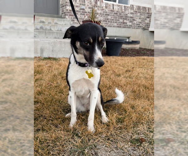 Medium Photo #3 Mutt Puppy For Sale in Sandy, UT, USA