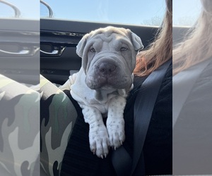 Chinese Shar-Pei Puppy for sale in ZANESVILLE, OH, USA