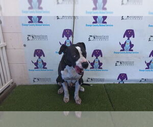 American Pit Bull Terrier Dogs for adoption in Orlando, FL, USA