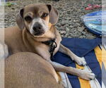 Small #5 Chihuahua Mix