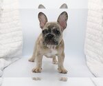 Small Photo #1 French Bulldog Puppy For Sale in BENTLEYVILLE, OH, USA