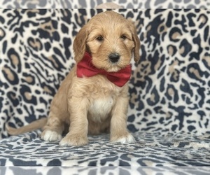Goldendoodle (Miniature) Puppy for sale in LANCASTER, PA, USA