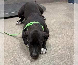Mutt Dogs for adoption in HESPERIA, CA, USA
