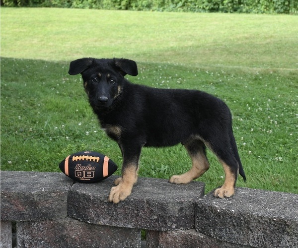 Medium Photo #1 German Shepherd Dog Puppy For Sale in MILLERSBURG, OH, USA