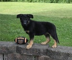 Small Photo #1 German Shepherd Dog Puppy For Sale in MILLERSBURG, OH, USA