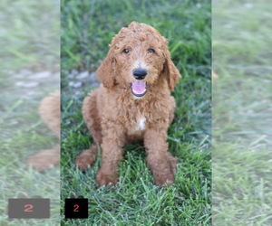 Poodle (Standard) Puppy for sale in MOBERLY, MO, USA