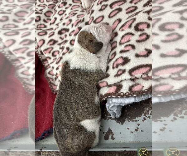 Medium Photo #4 Boxer Puppy For Sale in Austin, TX, USA