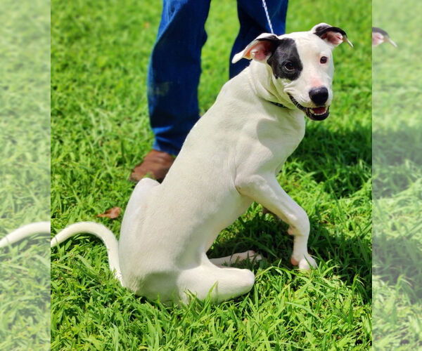Medium Photo #7 Great Dane-Pointer Mix Puppy For Sale in Talladega, AL, USA