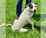 Small #6 Great Dane-Pointer Mix