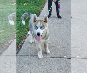 Siberian Husky Puppy for sale in SIOUX CITY, IA, USA