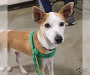 Chihuahua-Unknown Mix Dogs for adoption in Washington, DC, USA