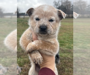 Australian Cattle Dog Puppy for sale in MOUNT PLEASANT, NC, USA
