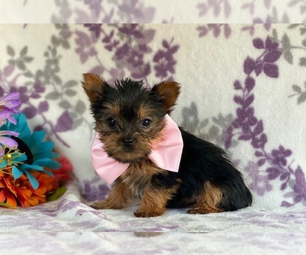 Medium Photo #1 Australian Yorkshire Terrier Puppy For Sale in LANCASTER, PA, USA