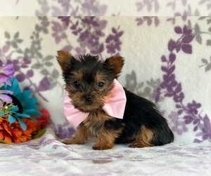 Australian Yorkshire Terrier Puppy for sale in LANCASTER, PA, USA
