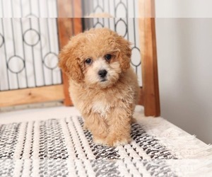 Poochon Puppy for sale in NAPLES, FL, USA