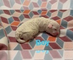 Small Photo #16 Bichon Frise Puppy For Sale in ORLANDO, FL, USA