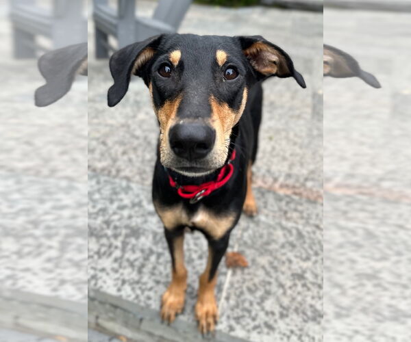 Medium Photo #10 Miniature Pinscher-Unknown Mix Puppy For Sale in Wakefield, RI, USA