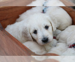 Small Photo #32 Goldendoodle Puppy For Sale in ROUGEMONT, NC, USA